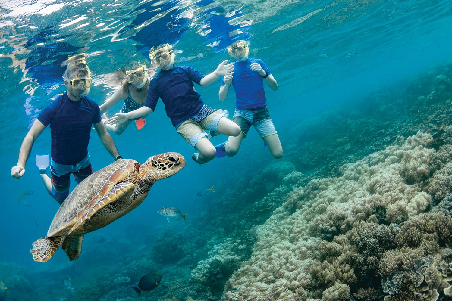 snorkellers with green sea turtle great barrier reef cairns