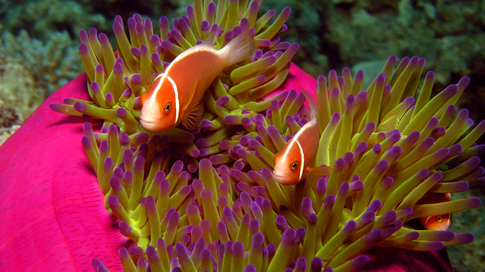 Anemone clown fish
